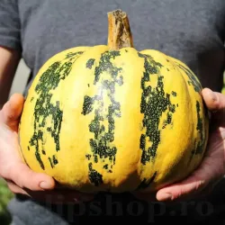 Pachet XXL seminte Dovleac Tonda Padana 300buc.