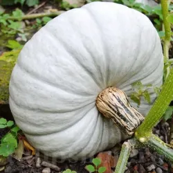 Pachet XXL Seminte Dovleac Tudor 200buc.