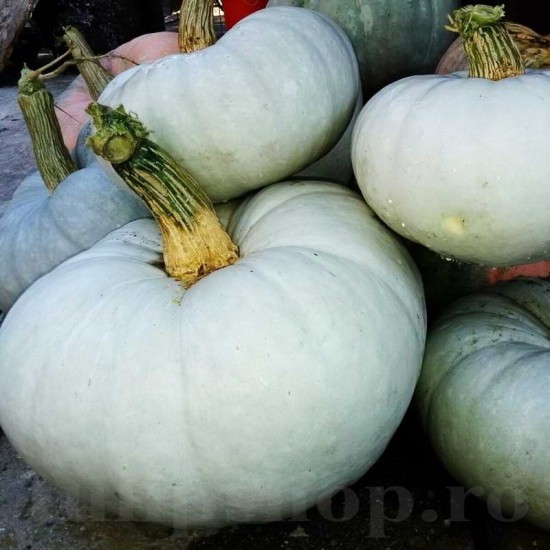 Seminte Dovleac Tudor 30buc. Seminte Dovleac Tudor 30buc.