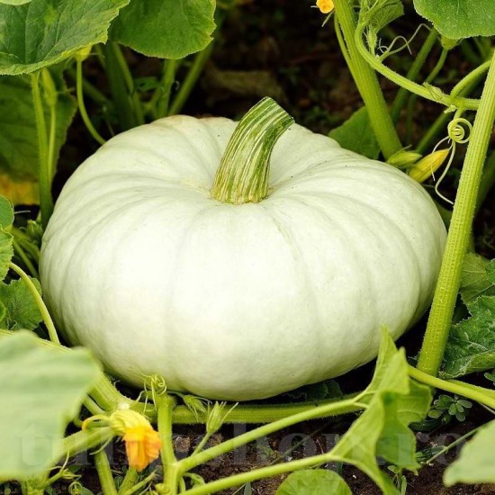 Seminte Dovleac Tudor 30buc. Seminte Dovleac Tudor 30buc.