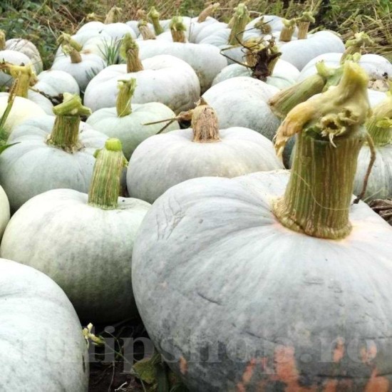 Seminte Dovleac Tudor 30buc. Seminte Dovleac Tudor 30buc.