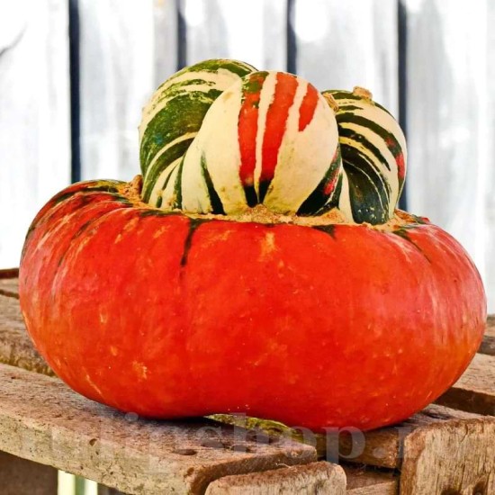 Seminte Dovleac Turkish Turban 30buc.