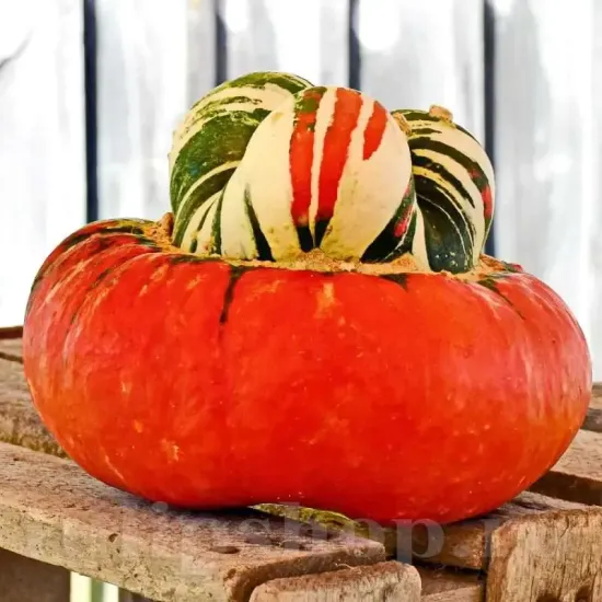 seminte dovleac turkish turban