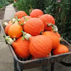 Pachet XXL seminte Dovleac Uchiki Kuri 300buc.