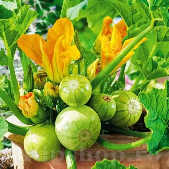 cucurbita pepo tondo chiaro di nizza plantare cuiburi