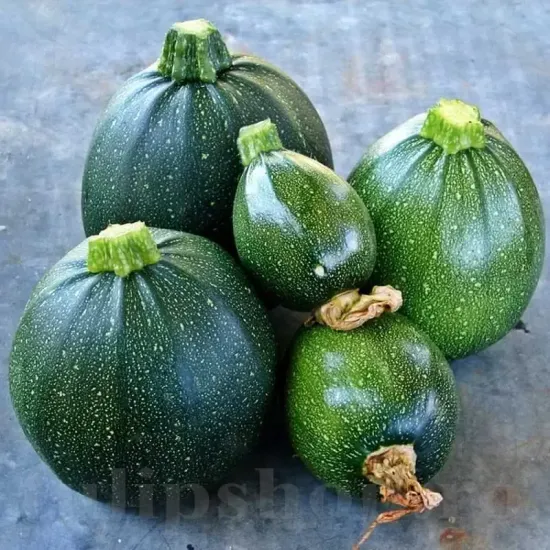 Seminte Dovlecei Tondo di Piacenza 50buc. pachet seminte dovlecel tondo di piacenza tulip shop