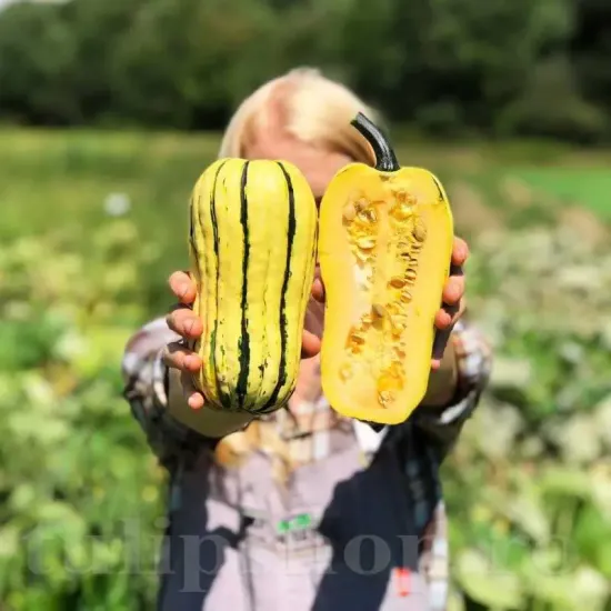 seminte dovlecel delicata1