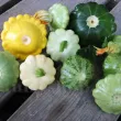 seminte dovlecel patison mix cultivare gradina camp 110x110