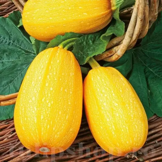 seminte dovlecel zloty cepelin2