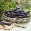 Seminte fasole Blauhilde 50buc. phaseolus vulgaris blauhilde plantare cuiburi 110x110