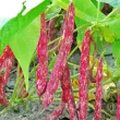 Seminte fasole Lingua di Fuoco 50buc. phaseolus vulgaris lingua di fuoco plantare cuiburi 110x110