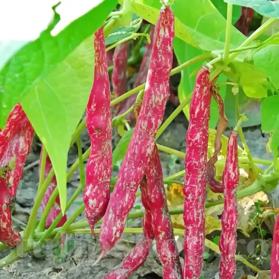 Seminte fasole Lingua di Fuoco 50buc. phaseolus vulgaris lingua di fuoco plantare cuiburi