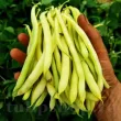 Seminte fasole Rocquencourt 100buc. phaseolus vulgaris rocquencourt plantare cuiburi 110x110