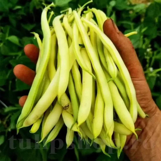 Seminte fasole Rocquencourt 100buc. phaseolus vulgaris rocquencourt plantare cuiburi