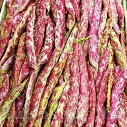 Seminte fasole Borlotto Lamon 50buc.