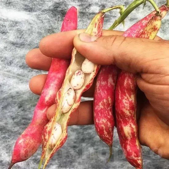 seminte fasole lingua di fuoco3