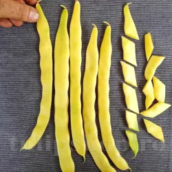 Seminte fasole Meraviglia di Venezia a Grano Bianco 50buc. Seminte fasole Meraviglia di Venezia a Grano Bianco 50buc.