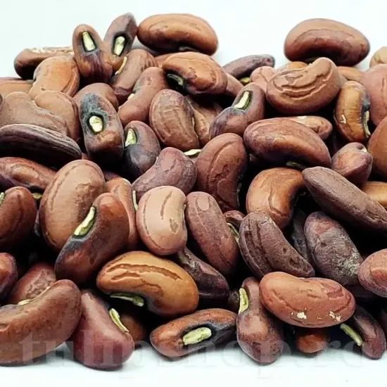 seminte fasole metro marone