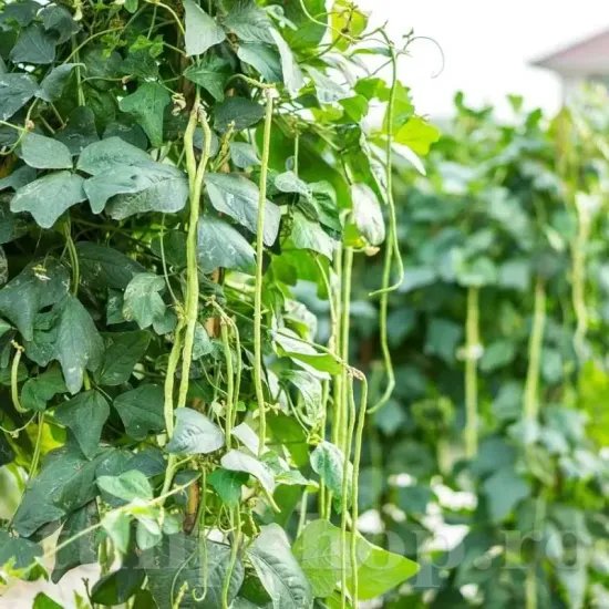 seminte fasole metro marone1