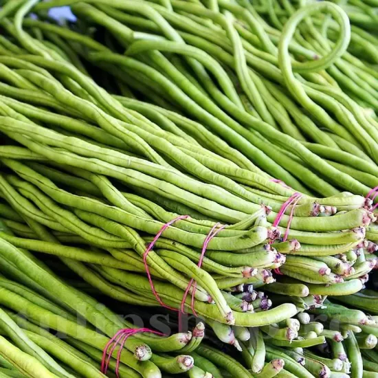 seminte fasole metro marone2