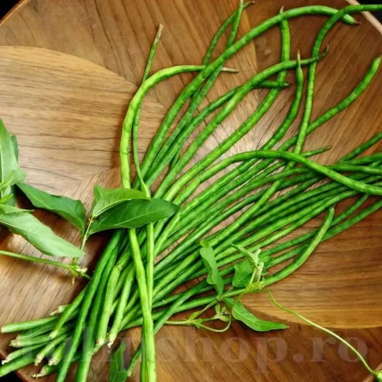 seminte fasole metro marone3