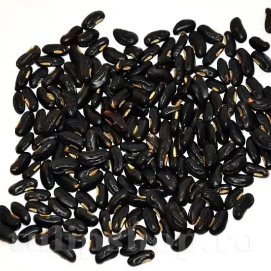 seminte fasole metro nero