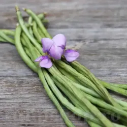 Pachet XXL Seminte fasole verde Metro Nero 500buc.