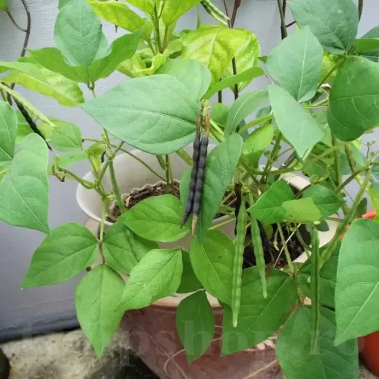 seminte fasole mung2