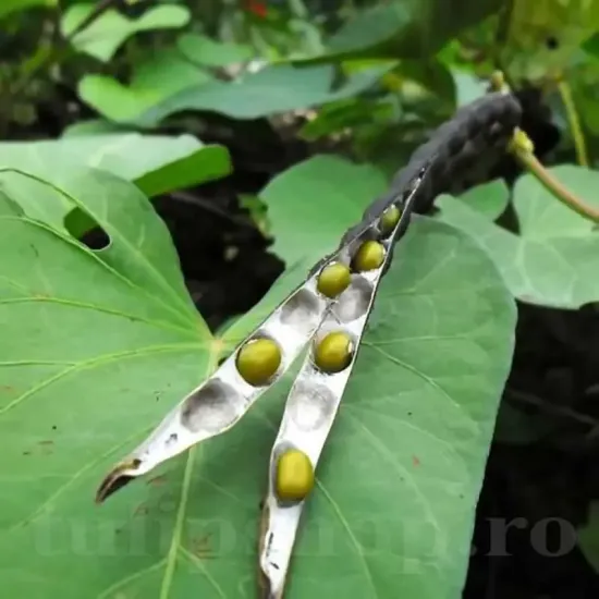 seminte fasole mung3