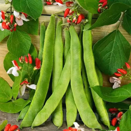 seminte fasole painted lady