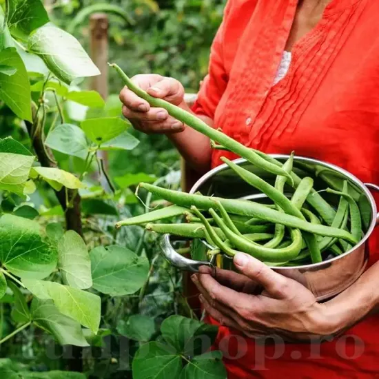 seminte fasole painted lady1