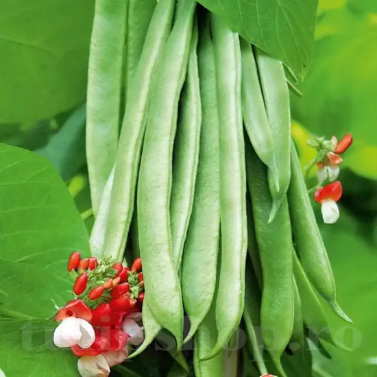 seminte fasole painted lady2