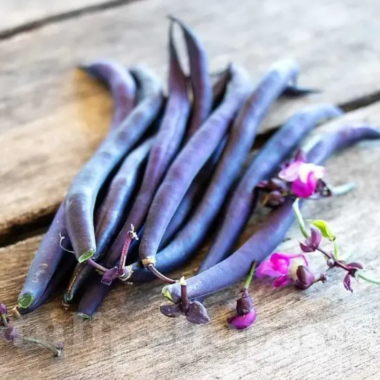 seminte fasole purple queen