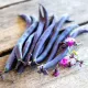 seminte fasole purple queen