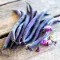 Seminte fasole Purple Queen 50buc.