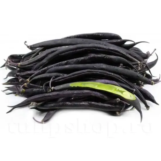 seminte fasole purple queen1