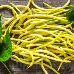 Pachet XXL seminte fasole Rocquencourt 1.000buc.