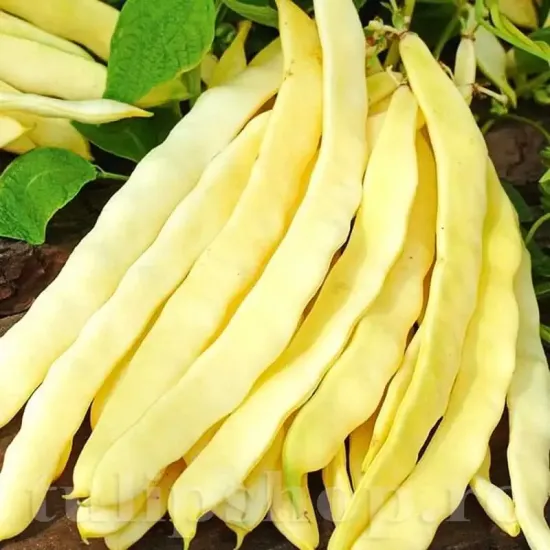 seminte fasole tytania1