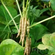 Seminte fasole Adzuki 100buc. vigna angularis adzuki plantare cuiburi 110x110