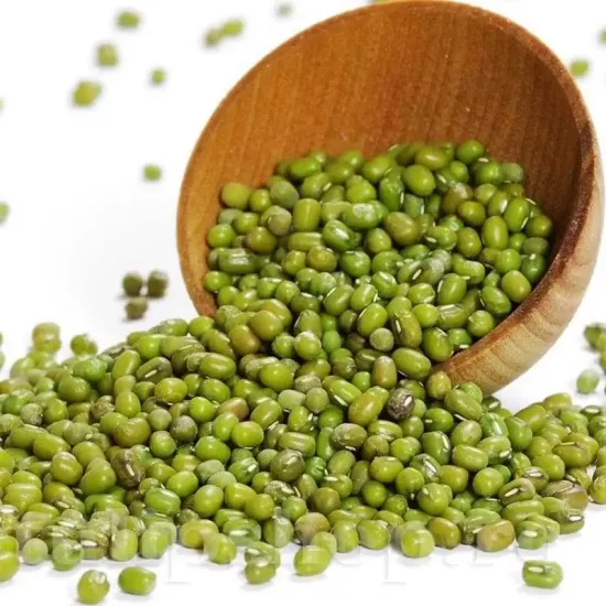 vigna radiata mung plantare cuiburi