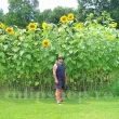helianthus annuus uniflorus giganteus plantare cuiburi 110x110