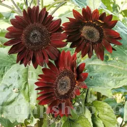 Seminte floarea soarelui Chocolat 100buc. Seminte floarea soarelui Chocolat 100buc.