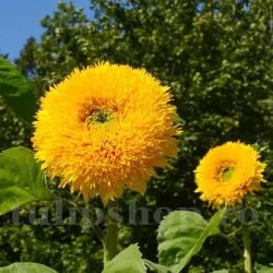 Pachet XXL Seminte floarea soarelui Orange Sun 1.000buc.