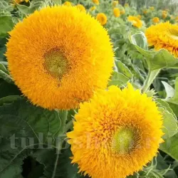 Seminte floarea soarelui Orange Sun 100buc. Seminte floarea soarelui Orange Sun 100buc.