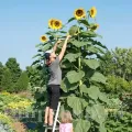 Seminte floarea soarelui Uniflorus Giganteus 100buc.