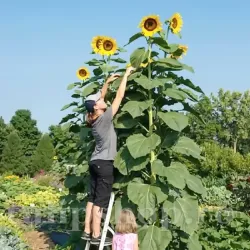 Seminte floarea soarelui Uniflorus Giganteus 100buc.