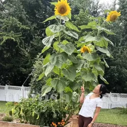 Seminte floarea soarelui Uniflorus Giganteus 100buc.