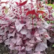 Seminte Loboda Rosie 500buc. atriplex hortensis loboda rosie plantare cuiburi 110x110