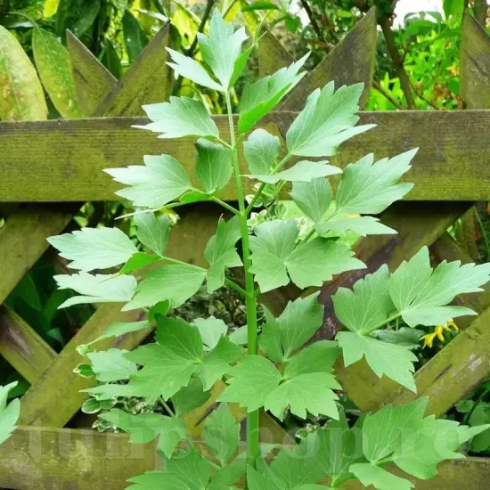 levisticum officinale leustean plantare cuiburi