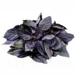 ocimum basilicum dark opal plantare cuiburi 110x110